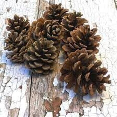 Natürliche Tannenzapfen - 10 Stück (6-8cm) Echte Tannenzapfen zum Basteln, rustikale Dekoration, Herbst- & Weihnachtsdekorationen (1/3)