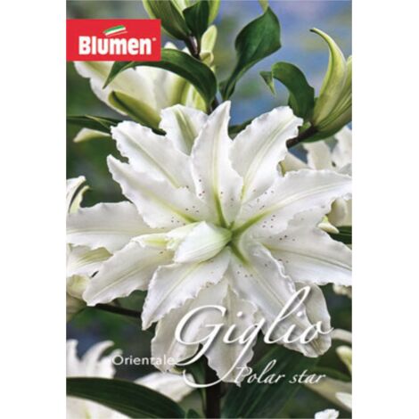 Blumen BLUMEN - Bulbi Lilium Polar Star Cod. 15774