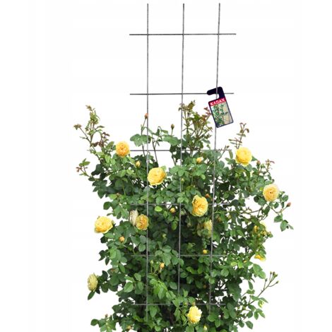 KADAX Treillis de Jardin pour Fleurs pour Plantes Grimpantes 45x150 (1/5)
