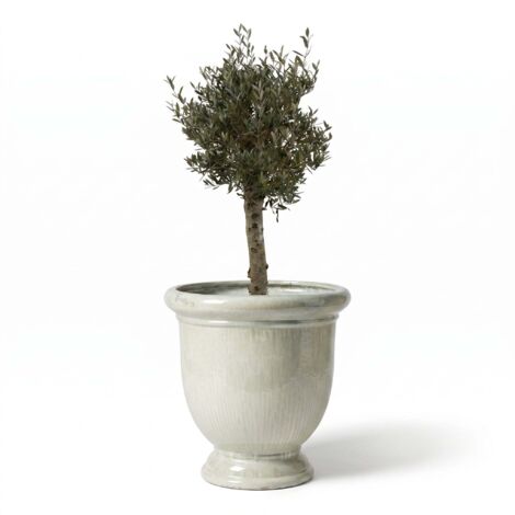 Lot olivier + pot grande taille TITAN 72x75cm perle, fait main en terre cuite émaillée