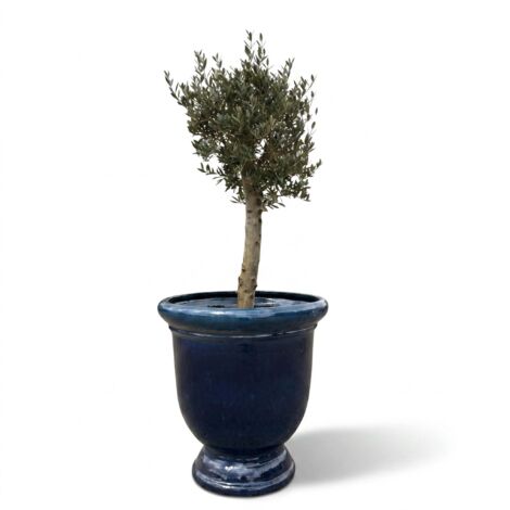 Lot olivier + pot grande taille d'extérieur TITAN 72x75cm bleu caraibes , fait main en terre cuite émaillée, résistant au gel