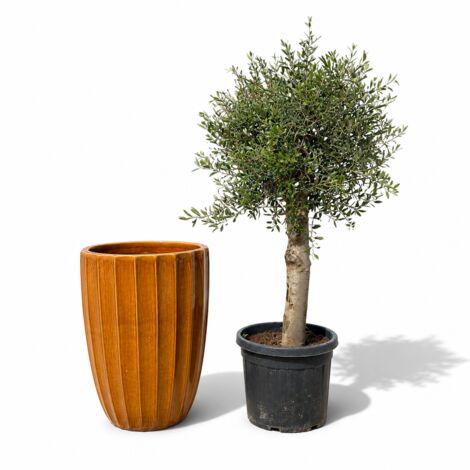 Lot olivier + pot grande taille HUGO 55x71cm miel, fait main en terre cuite émaillée