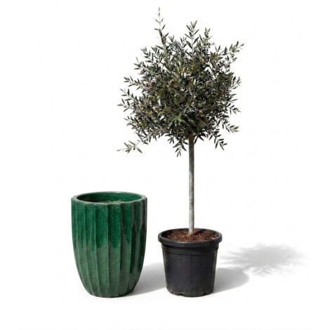 Lot olivier + pot grande taille HUGO 44x59cm vert jungle, fait main en terre cuite émaillée (1/2)