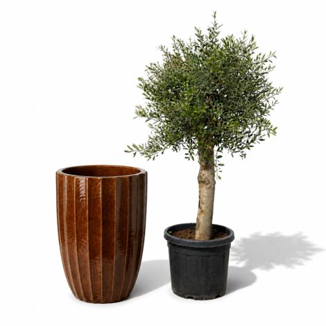 Lot olivier + pot grande taille HUGO 55x71cm écorce, fait main en terre cuite émaillée (1/2)