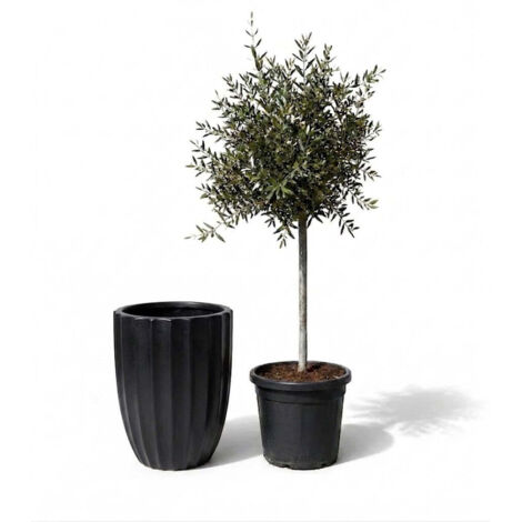 Lot olivier + pot grande taille HUGO 44x59cm noir, fait main en terre cuite émaillée