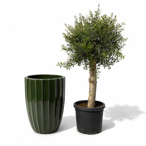 Lot olivier + pot grande taille HUGO 55x71cm vert jungle, fait main en terre cuite émaillée (1/2)