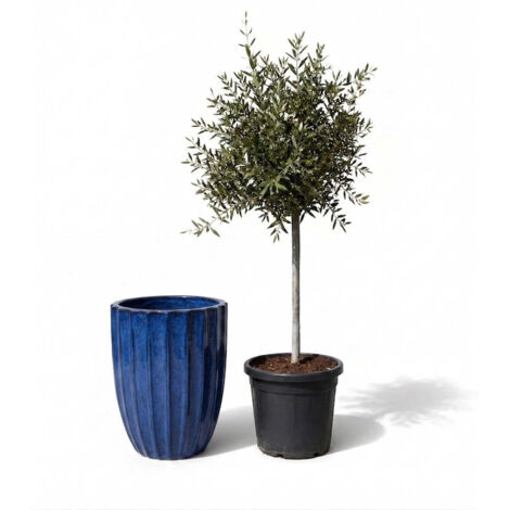 Lot olivier + pot HUGO 44x59cm bleu cobalt, fait main en terre cuite émaillée