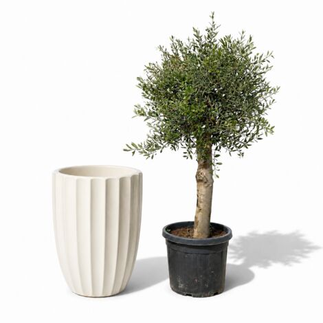 Lot olivier + pot grande taille HUGO 55x71cm crème, fait main en terre cuite émaillée