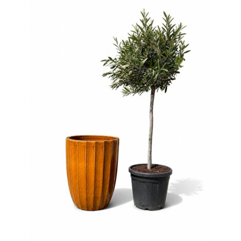 Lot olivier + pot HUGO 44x59cm miel, fait main en terre cuite émaillée (1/2)