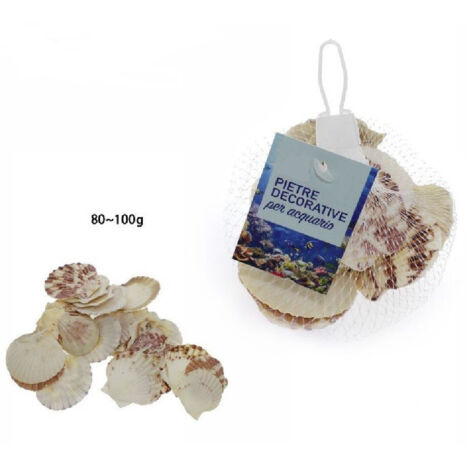 4 Conchiglie Marine Lucide Grandi 13,5-15,2 Cm | Motivo Zampa Di Leone Marrone | Decorazione Casa, Artigianato, Riempimento Vasi