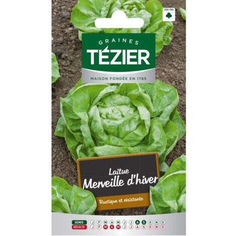 500 Graines à Semer - Le Grenier D'Abondance - LAITUE POMMEE D'hiver - Passion Blonde à Graine Blanche
