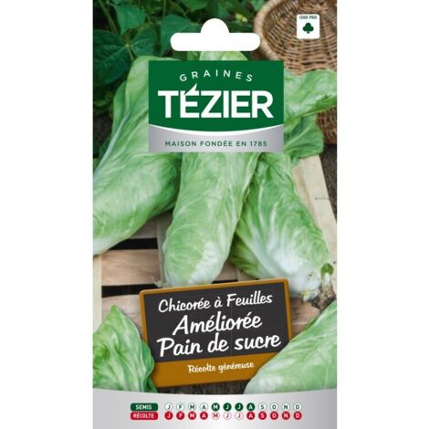 Tezier - Chicorée à feuille Améliorée Pain de Sucre (1/2)