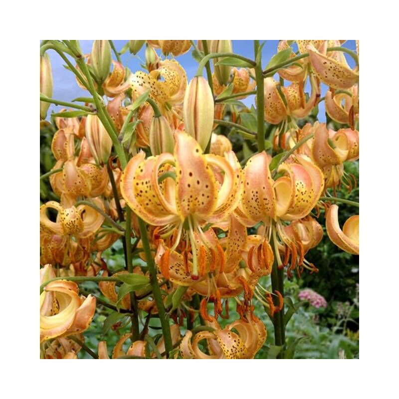 Lys martagon Peppard Gold 1 pc.