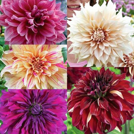 Graines De Dahlia Mélange - 50 Graines, Provenance Europe, Pour Jardin Ou Balcon Fleuri - 3