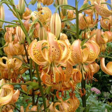Lys martagon Peppard Gold 1 pc.