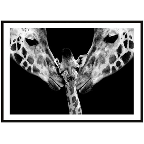 AFFICHE PHOTO ENCADRÉE 33x43 cm Girafes P2257 (1/3)
