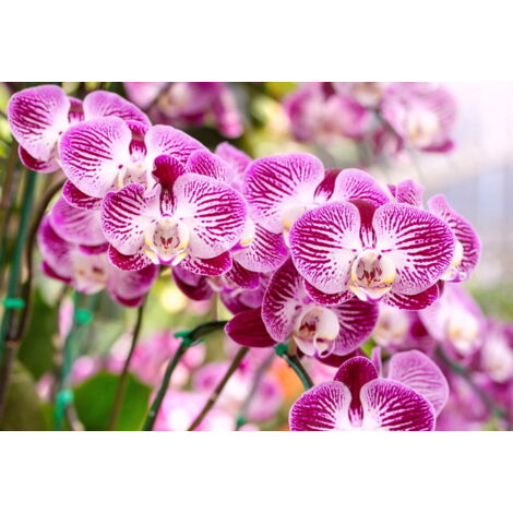 Terreau pour orchidées 3L – Enrichi en engrais – Structure légère et aérée – Bon drainage pour racines aériennes