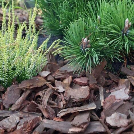 Écorce de pin pour paillage – 80L – 20-50mm – Retient l'humidité – Améliore les propriétés du sol