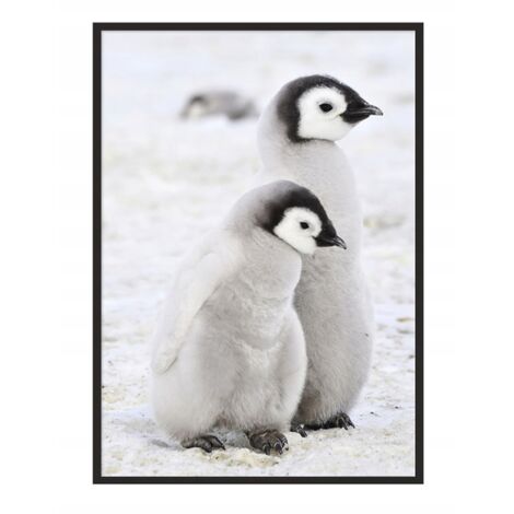 AFFICHE PHOTO ENCADRÉE 43x33 cm Pingouins P688 (1/4)