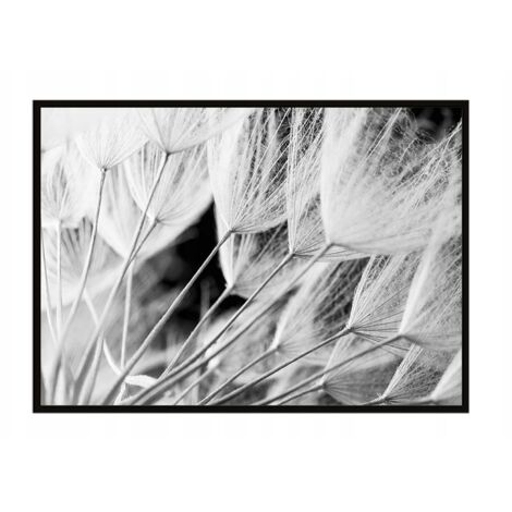 AFFICHE PHOTO ENCADRÉE 43x33 cm Pissenlits P914 (1/3)