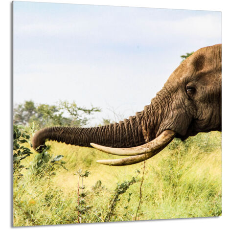 PANNEAU DE VERRE POUR CUISINE 60x65 Éléphant (1/5)