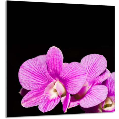 PANNEAU DE VERRE POUR CUISINE 60x65 Orchidée (1/5)