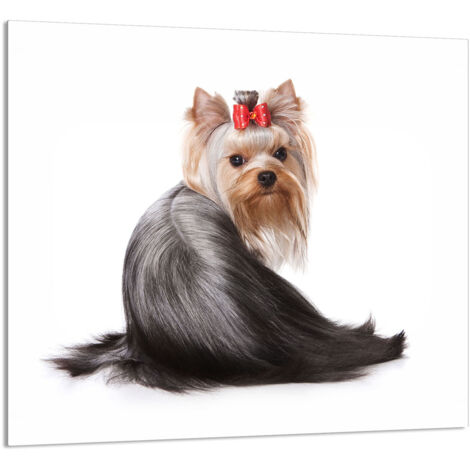 PANNEAU DE VERRE POUR CUISINE 65x60 Chien (1/5)