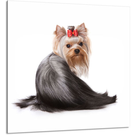 PANNEAU DE VERRE POUR CUISINE 60x65 Chien (1/5)