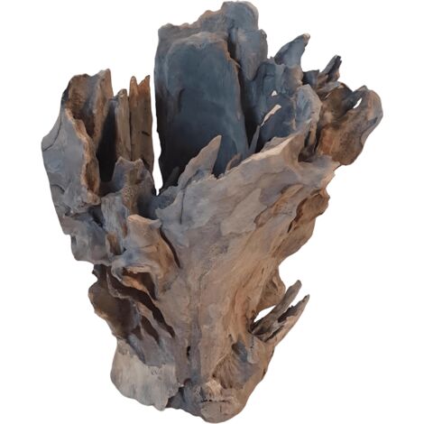 Trompe de Bouddha 10-20 cm (1/3)