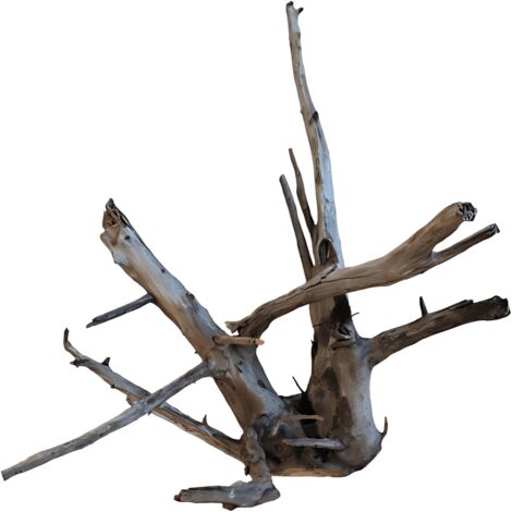 Racine de Bouddha 31-40 cm (1/5)