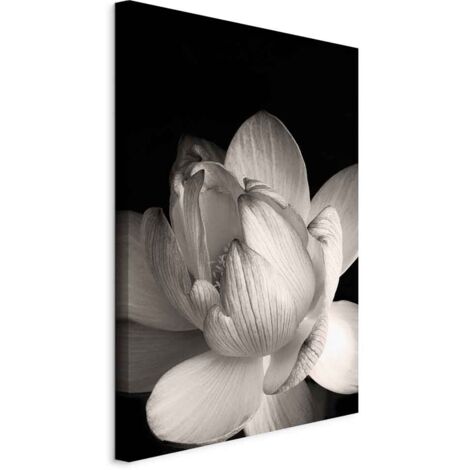 Image - La délicatesse des pétales dans la nature (1 partie) - fleur en noir et blanc (1/5)