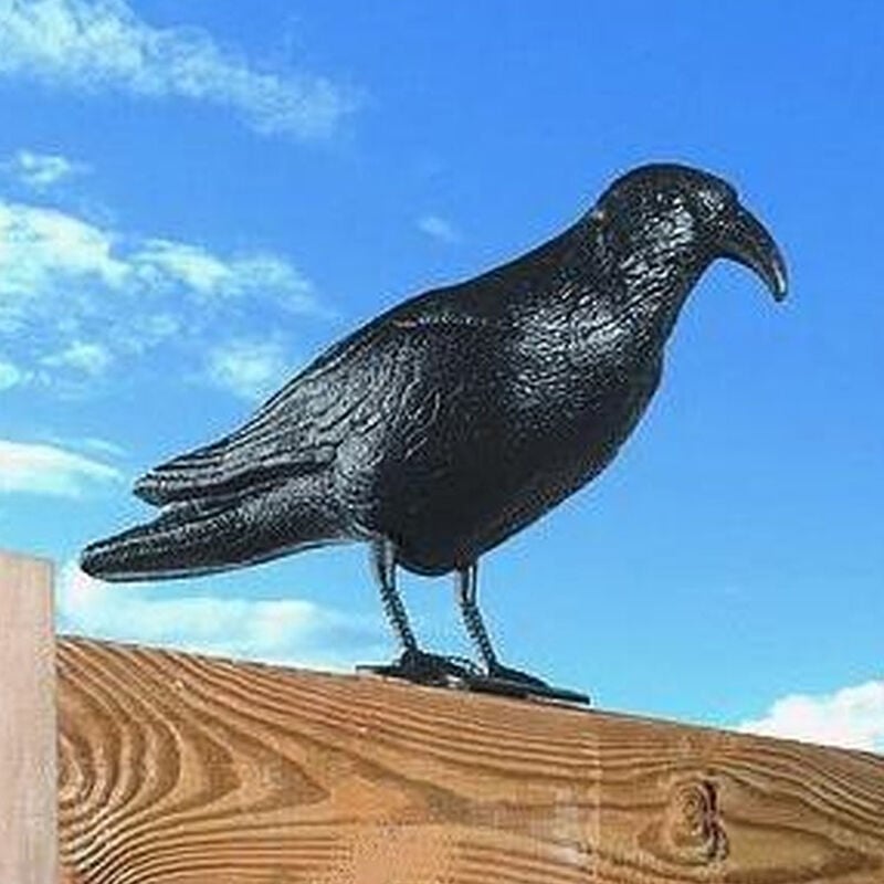 Corvo Dissuasore Statua Spauracchio spaventa passeri piccioni