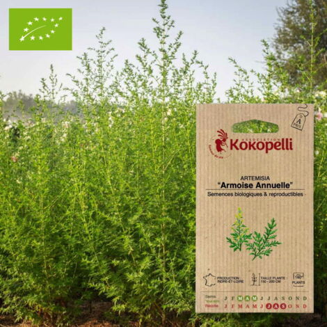 Artemisia Armoise annuelle