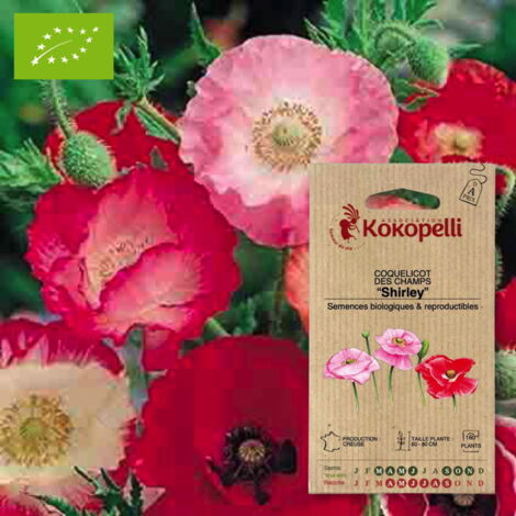 Coquelicot Shirley