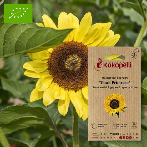 Tournesol à Fleurs Giant Primrose- Graines bio à semer