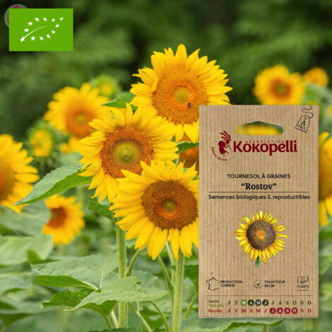 Tournesol à Graines Rostov- Graines bio à semer (1/2)