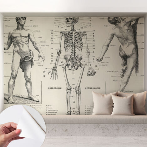 Tapete Selbstklebend - abwaschbar - trendige Wanddeko - elegant Fototapete Klassische Anatomie 208x146 cm (1/5)