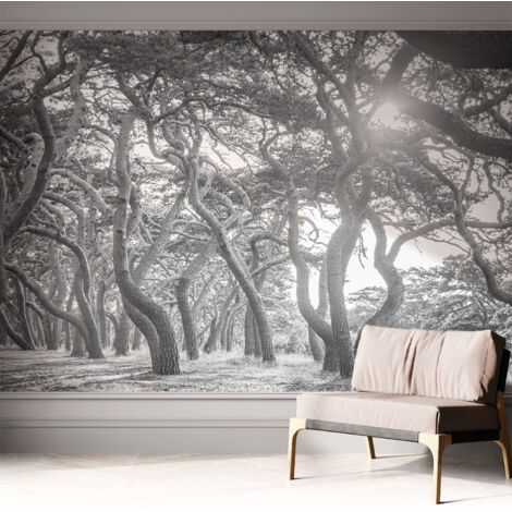 Tapete Selbstklebend - Fototapete mit Motiv - Wandtapete modern - Wandgestaltung Stimmungsvoller Wald 312x219 cm (1/5)