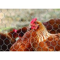 Grillage à poule 10 x 1m pour poulailler