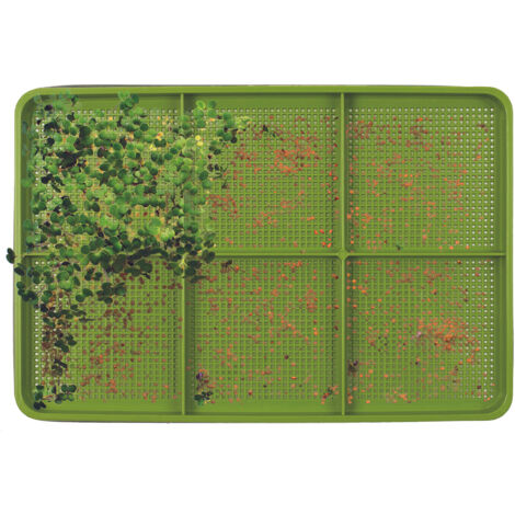 Germoir à Graines - COOK CONCEPT - 6 Compartiments - Vert et Transparent (1/5)