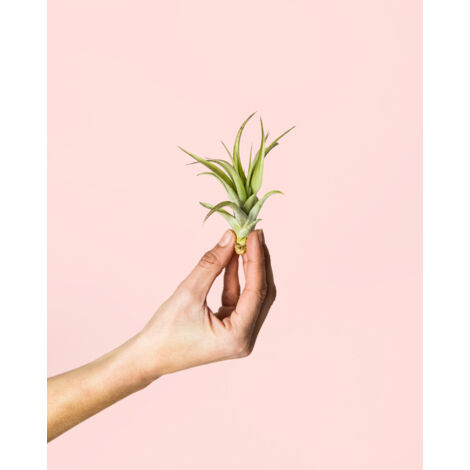 Tillandsia Multiflora Mini Planta de Aire Natural Pur Plant
