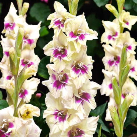 Bulbi Di Gladiolo Flamencos Mix 10 Pezzi, Fiori Colorati Misti, Altezza 91-152 Cm, Fioritura Luglio-agosto, Resistenti Ai Cervi