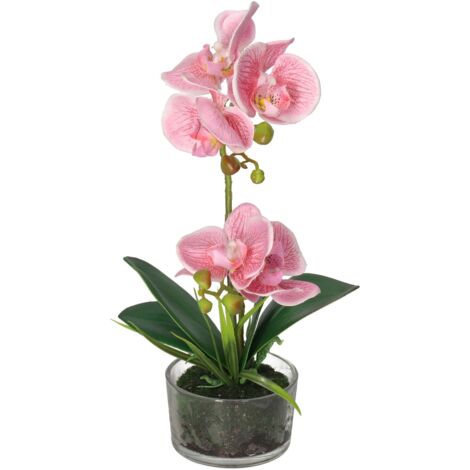 Orchidea con vaso | Fiorili Bolzano