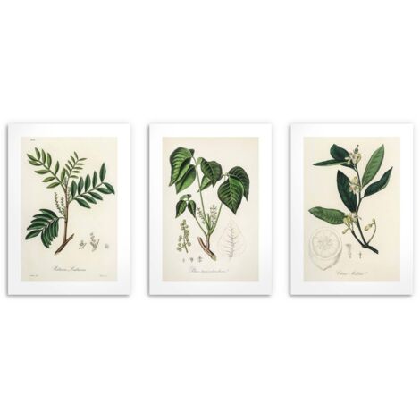 Pósters para la cocina Plantas de herbario Decoración de pared vintage 3x30x40