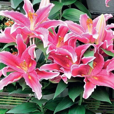 Asiatische Lilien Im Topf