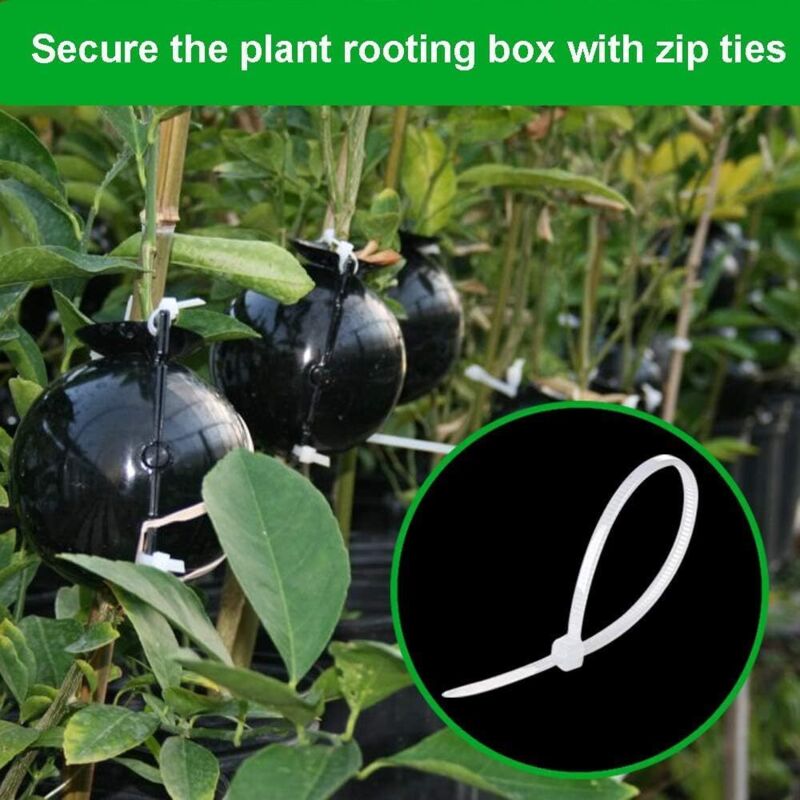Kit 20 Scatole Innesto Piante - Propagatore Radici Per Talee, Nero