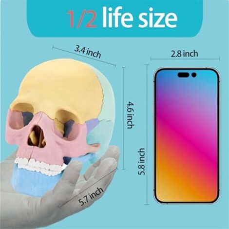 MODELLO TESCHIO CRANIO UMANO IN DIMENSIONI REALE NUMERATO MODELLO TESCHIO CRANIO UMANO IN DIMENSIONI REALE NUMERATO