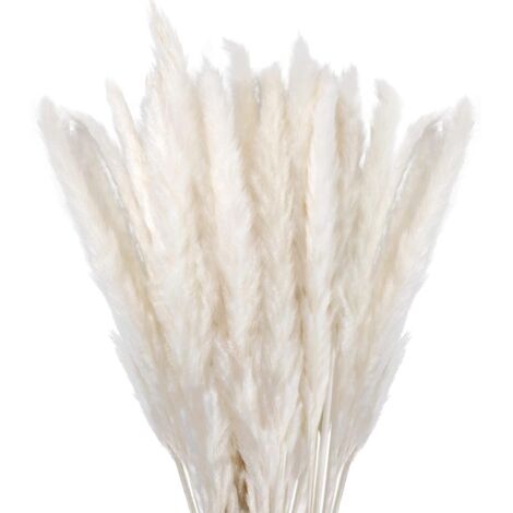 Herbe de la Pampa Sechees Decoration Lot de 30,Fleurs Séchées Naturelles 45cm Blanche, Fleur de Pampa pour Deco Salon,Chambre, Interieur,Maison,Cuisine,Domicile,Balcon (Vase Non Inclus) (1/5)