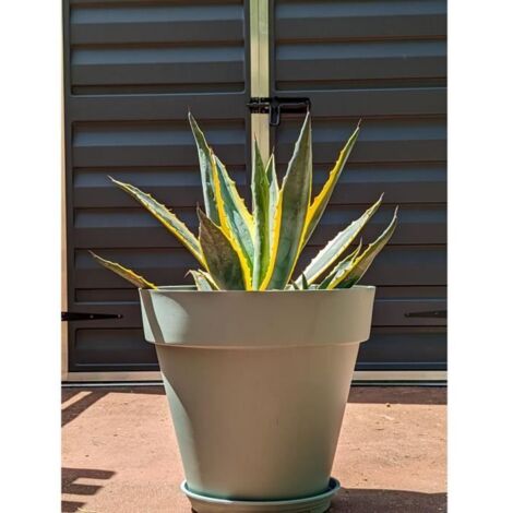 Bac a fleurs rond RIVIERA SOLEILLA - Plastique - Diametre 50 cm - Vert argile (1/3)