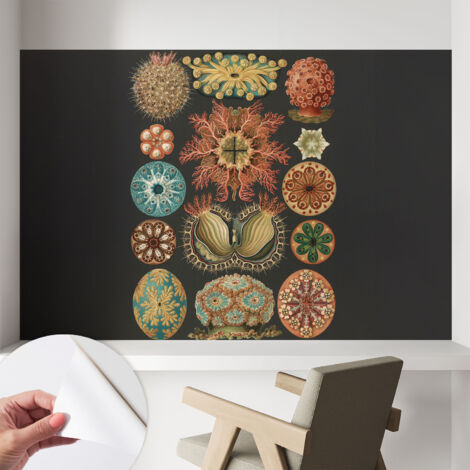 Carta da parati autoadesiva - fotomurale - alta qualità - per la cucina - camera da letto - Ispirazioni marine 104x70 cm (1/5)